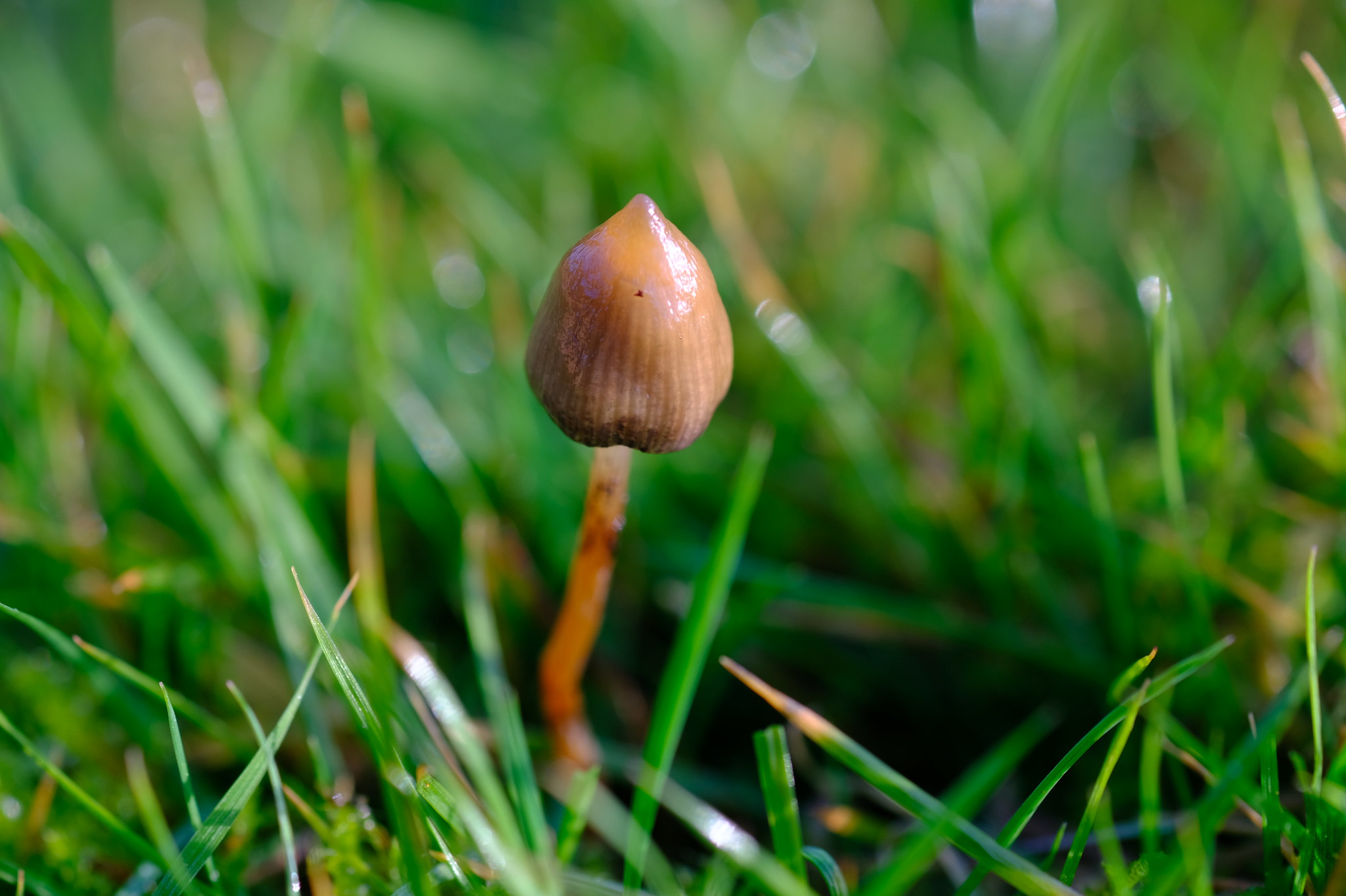 Why are people more interested in magic mushrooms?